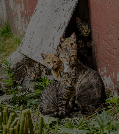 Cats and Kittens