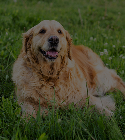 Senior Pets (subject to carrier underwriting guidelines)