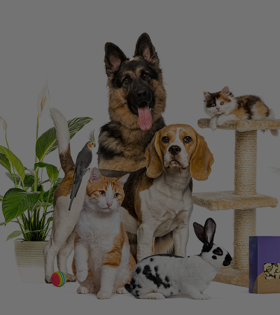 Multi-Pet Households