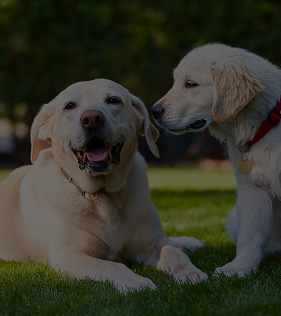 Dogs and Puppies